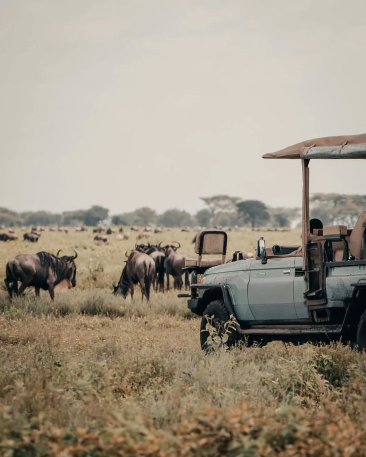 17 Days Safari