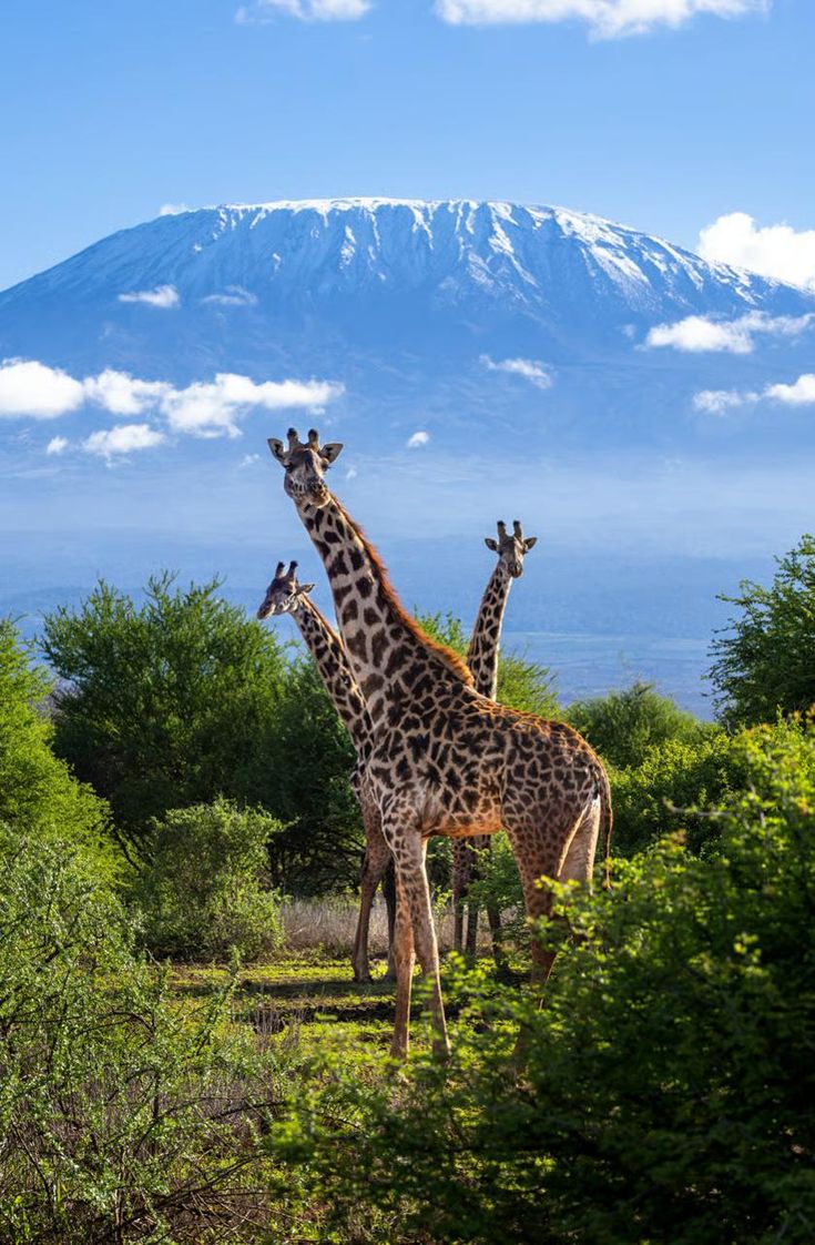 Safari Adventure