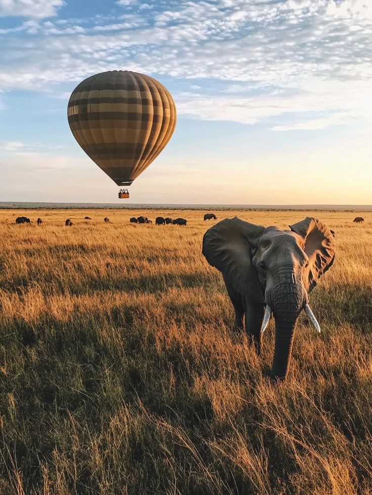 Safari Destinations